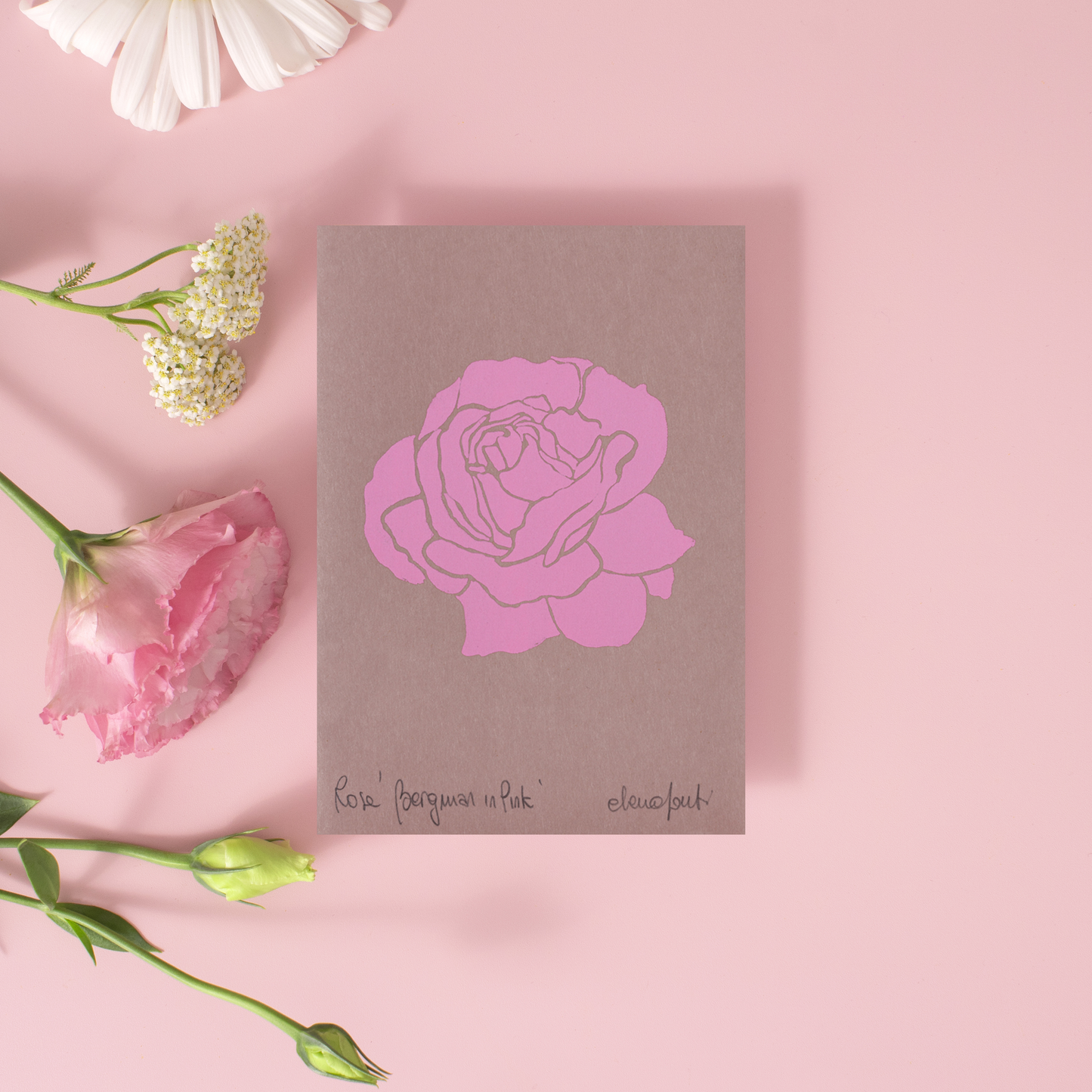Rosa Ingrid Bergman on Pink