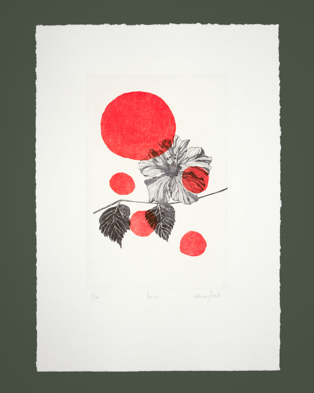 Flora Colors - Hibiscus