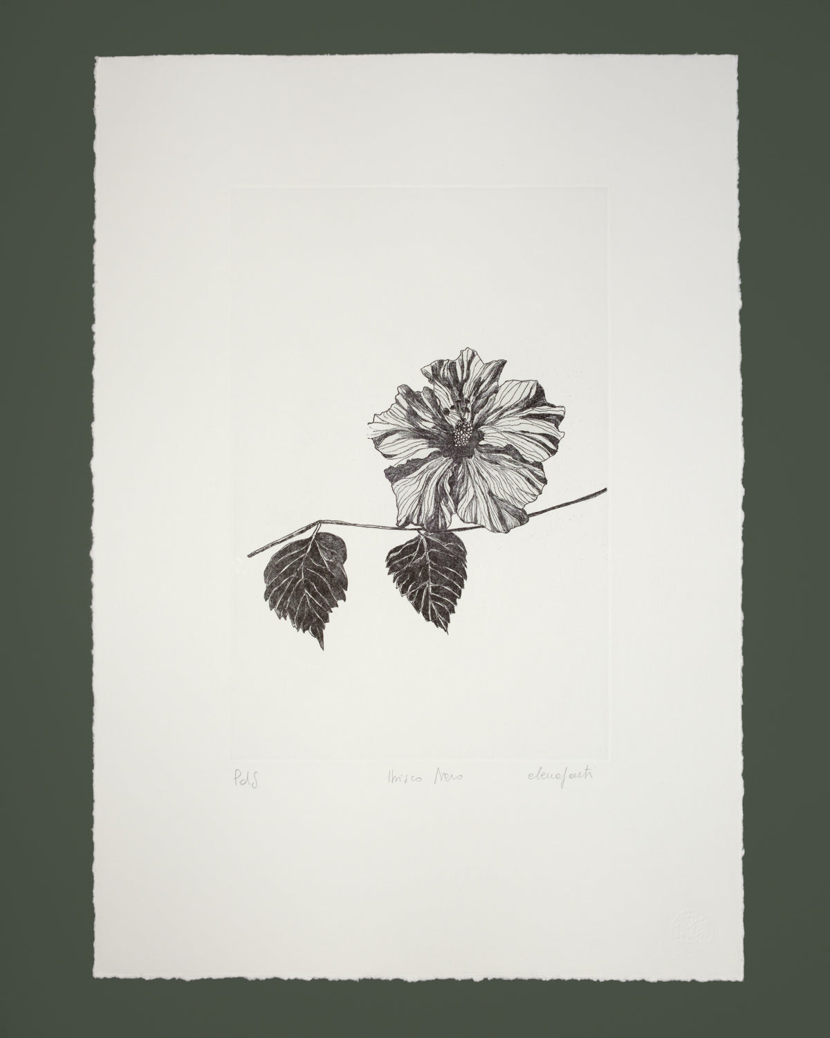 Ibisco Nero