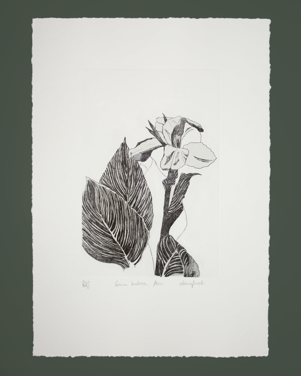 Canna Indica Nera