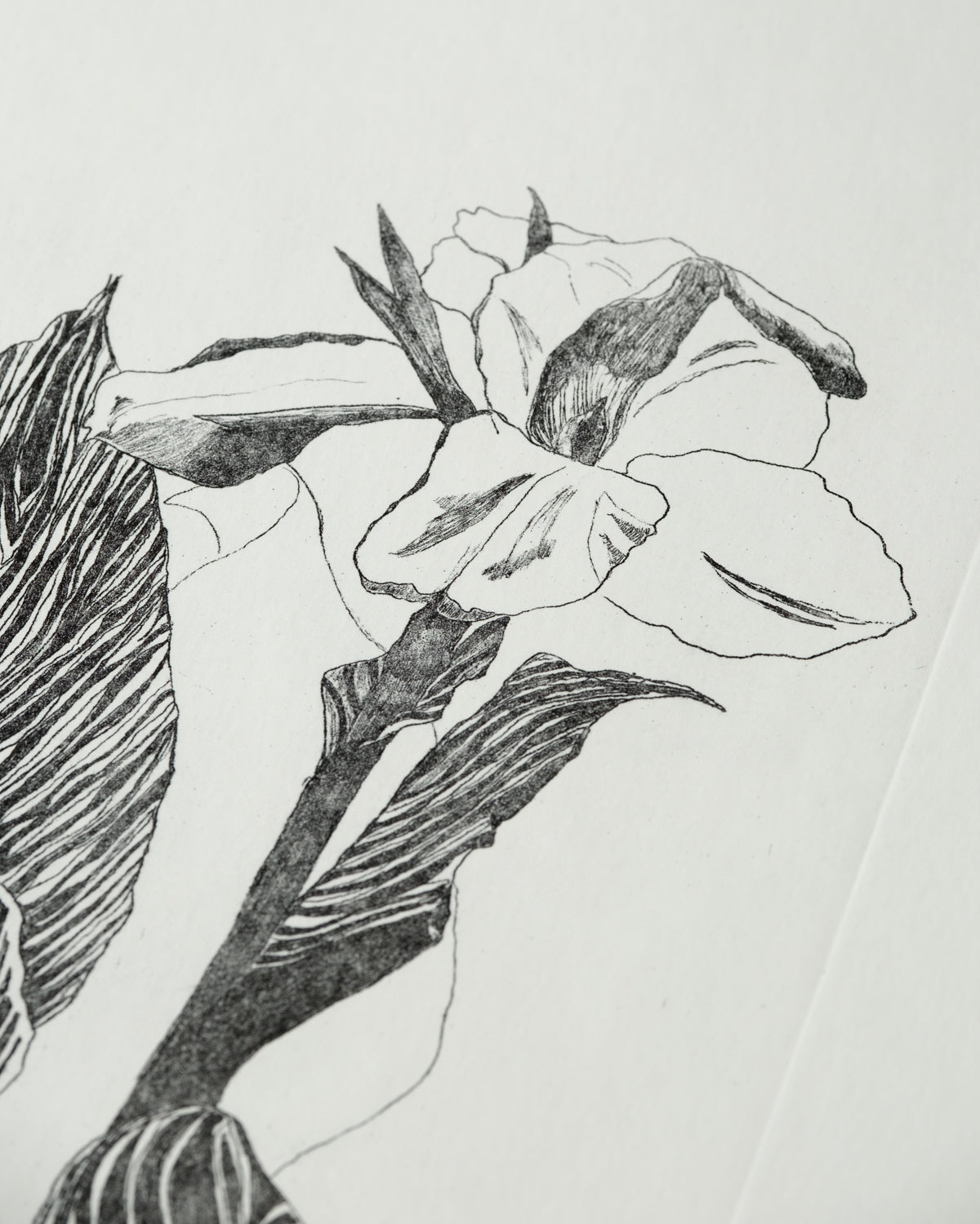 Canna Indica Nera