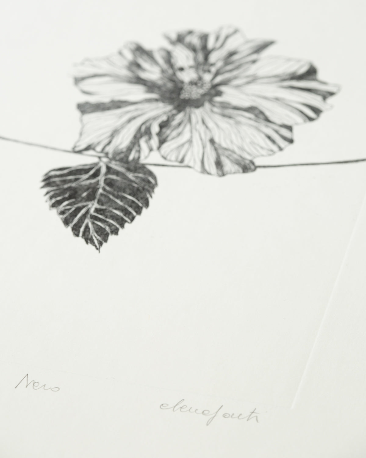 Ibisco Nero