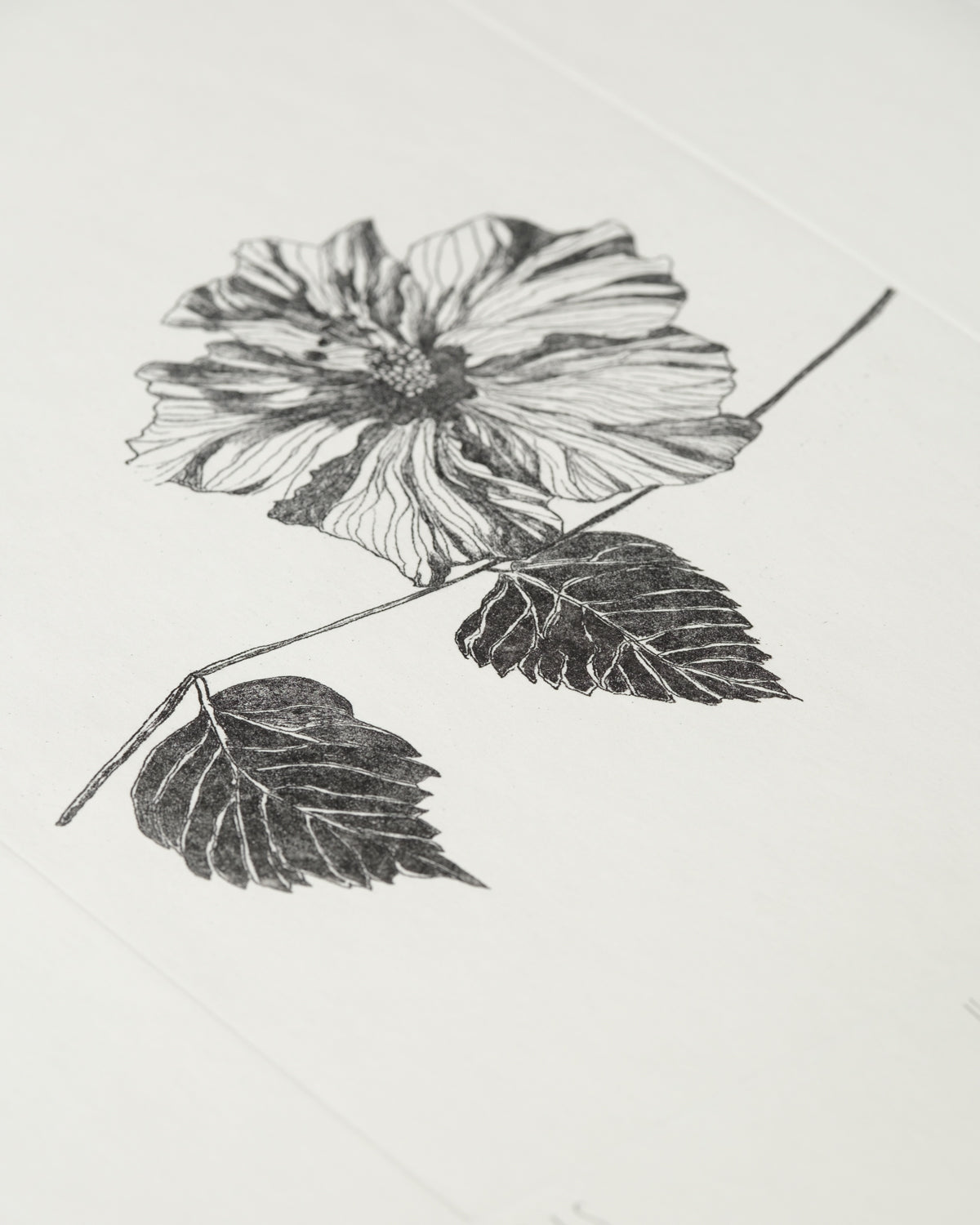 Ibisco Nero