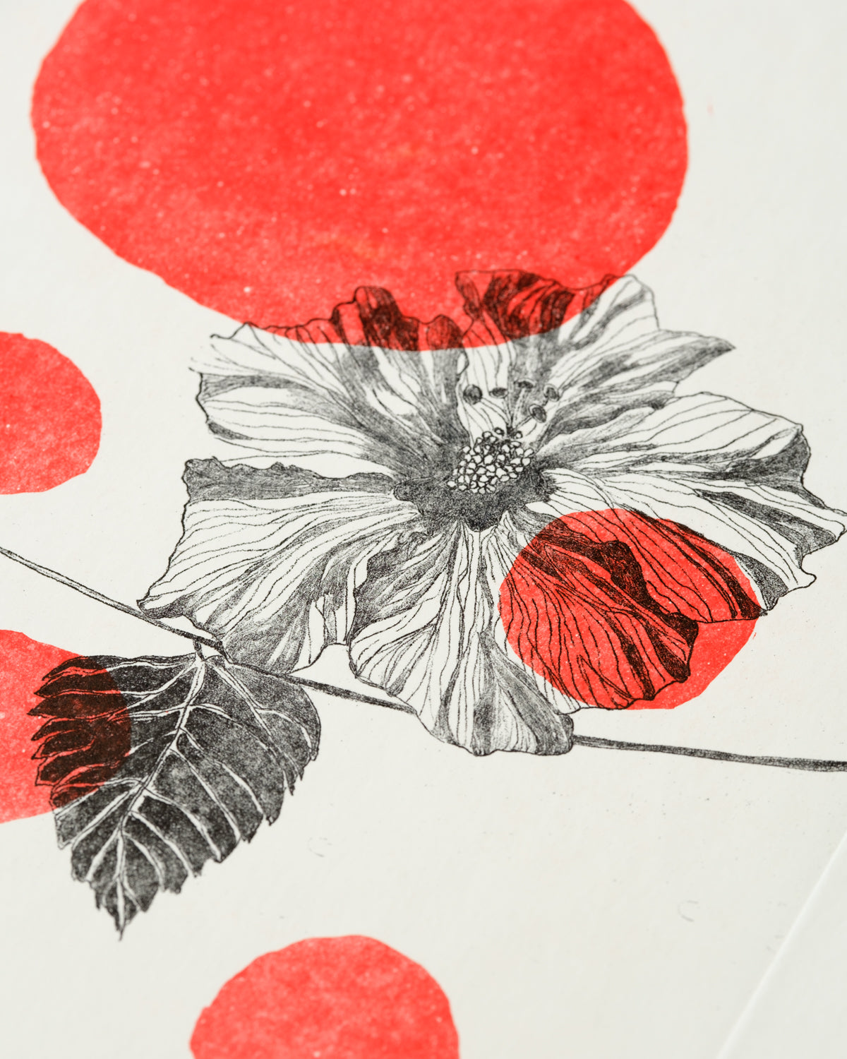 Flora Colors - Hibiscus