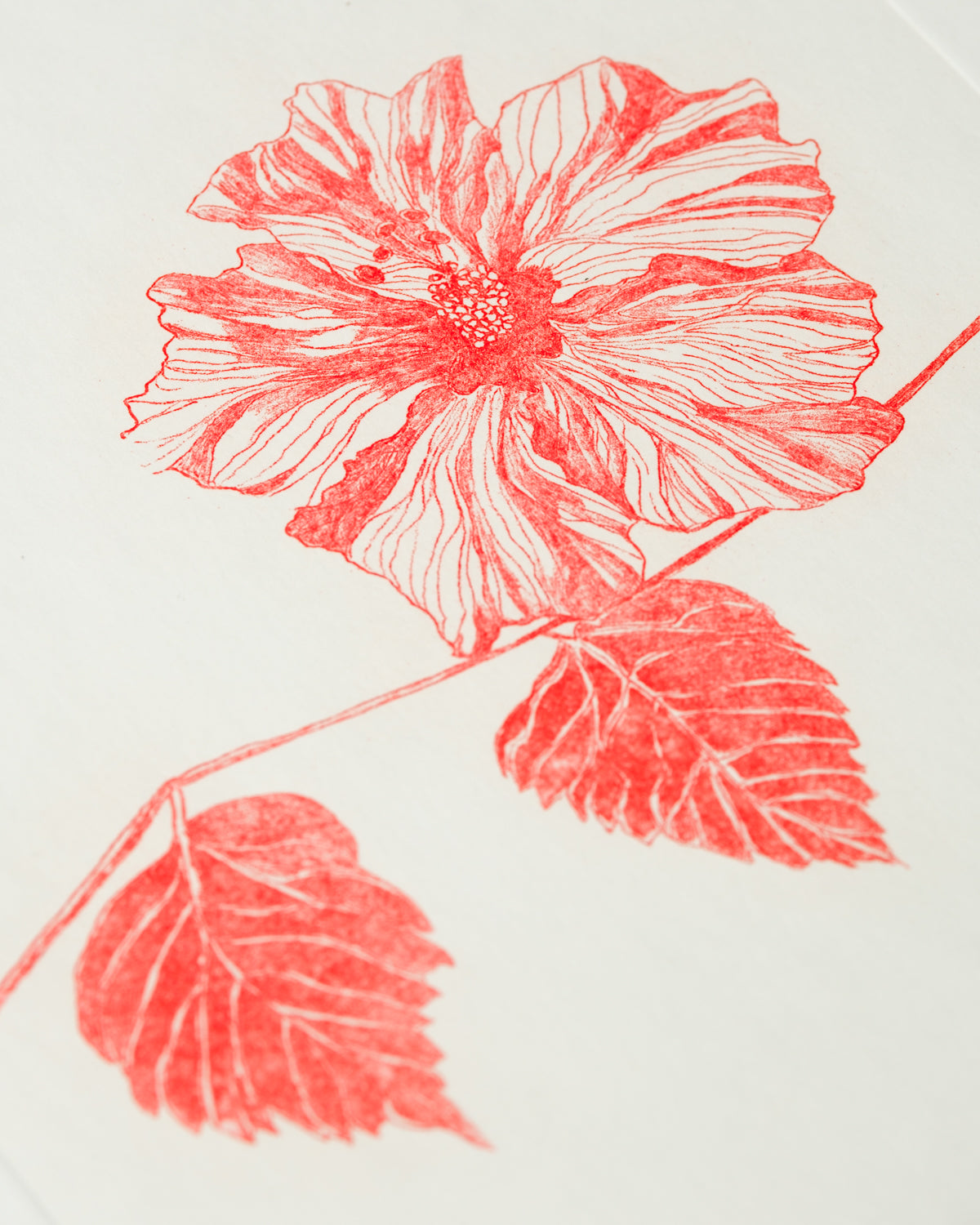 Ibisco Rosso