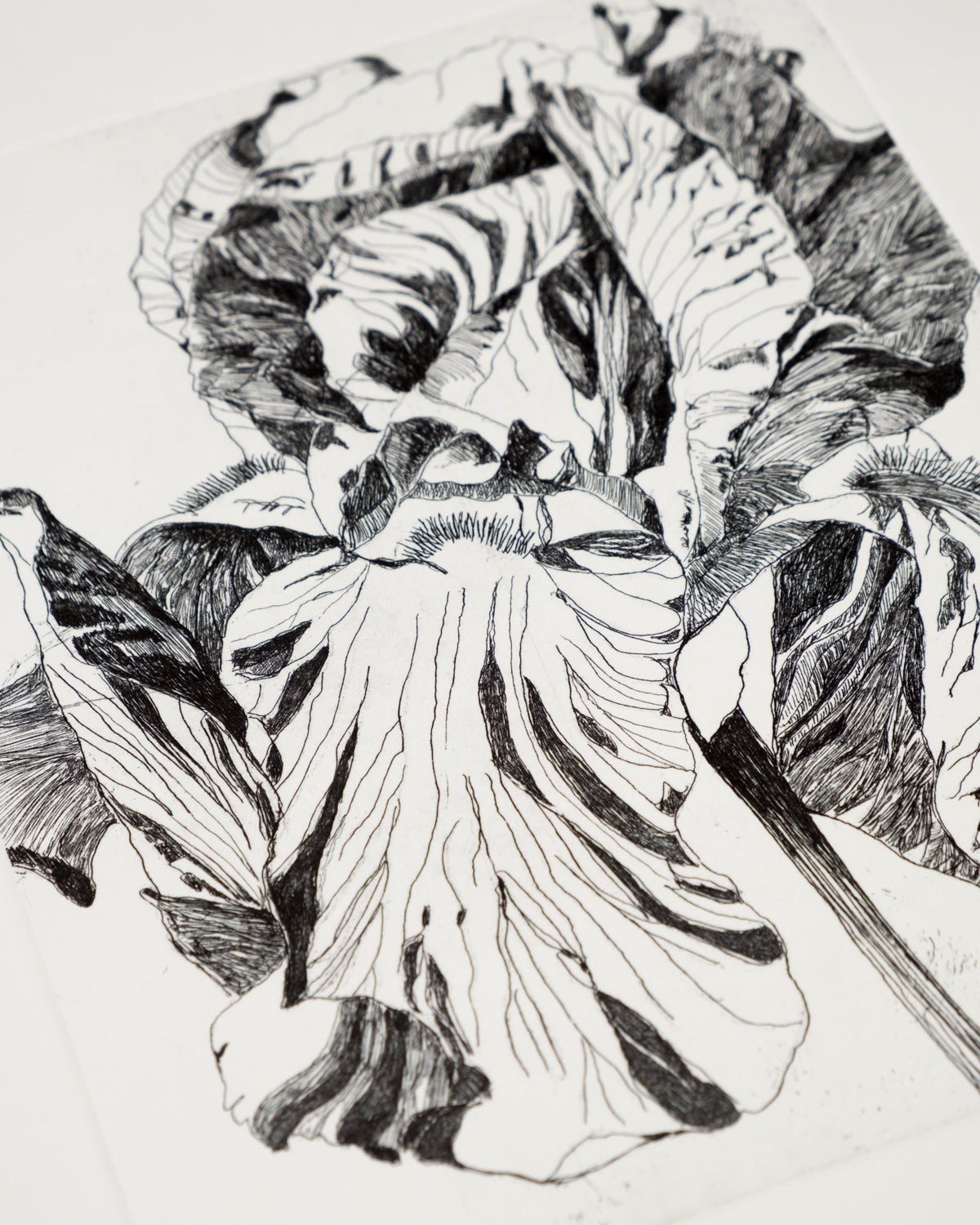 Iris Mariposa Black
