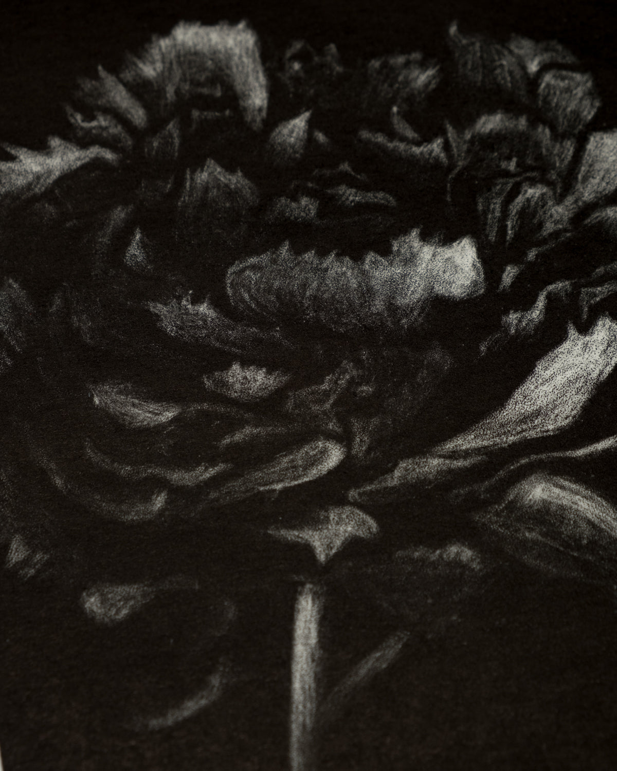 Peonia Black