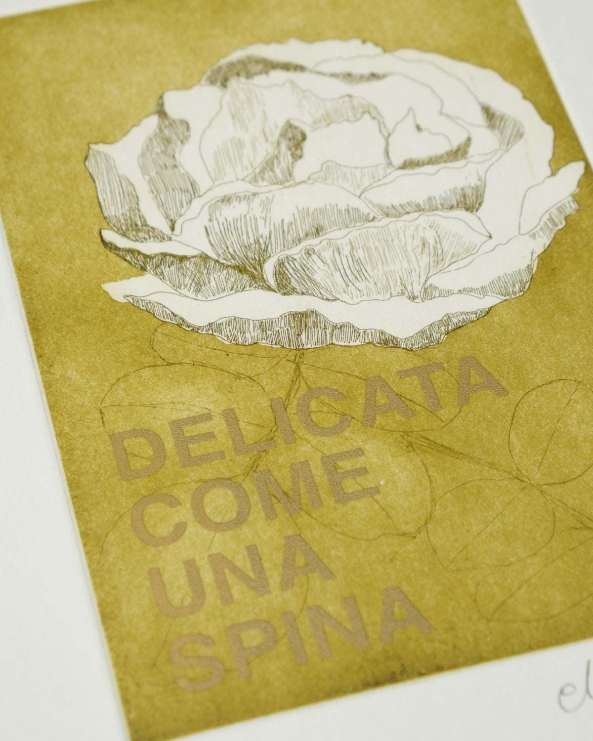 Delicata come una Spina