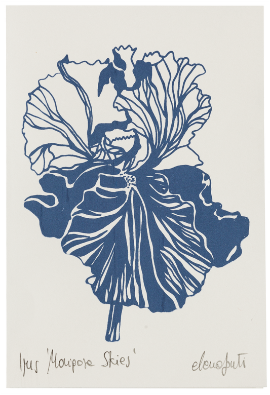 Iris Mariposa Skies - Azul