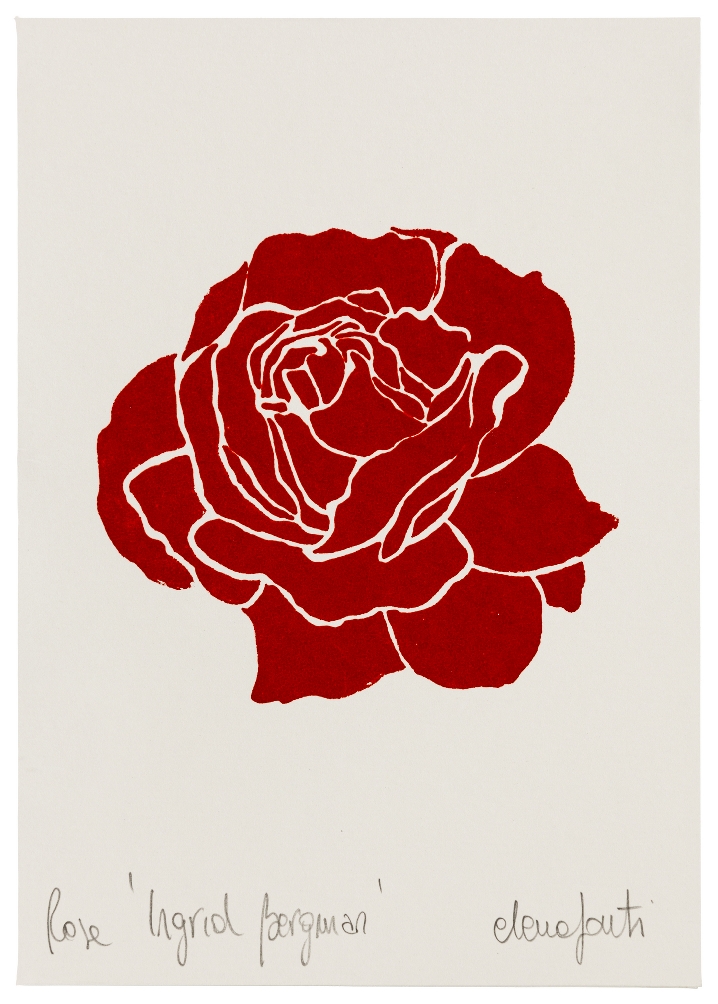 Rosa Ingrid Bergman on White