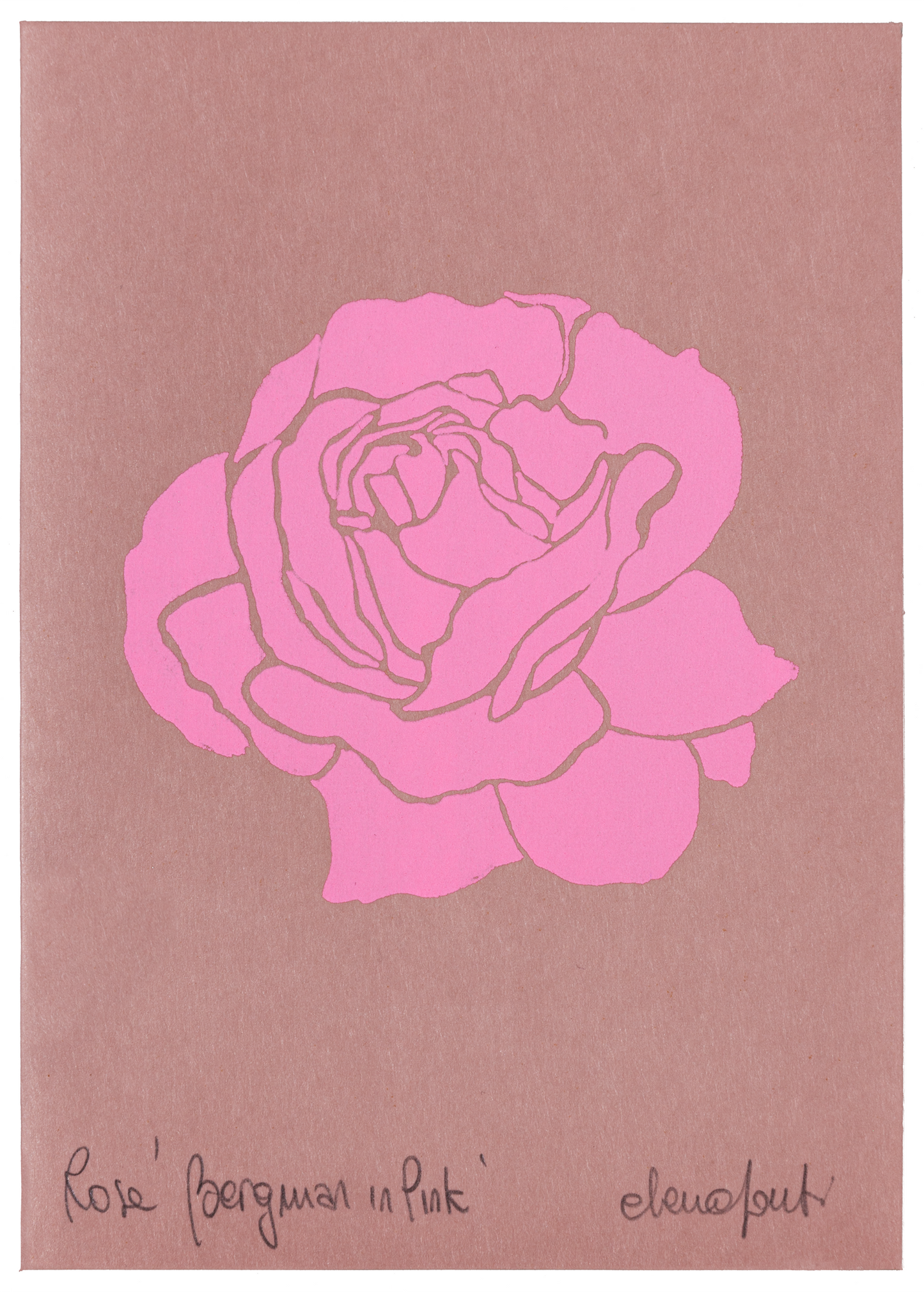 Rosa Ingrid Bergman on Pink