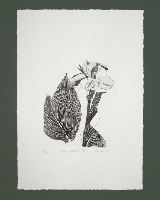 Canna Indica Black