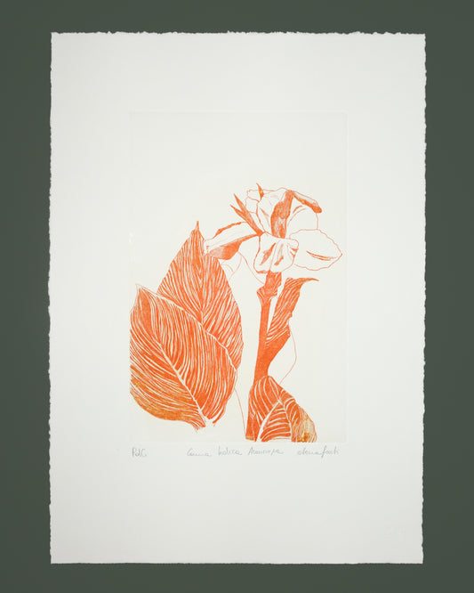 Canna Indica Orange