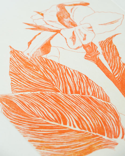 Canna Indica Orange