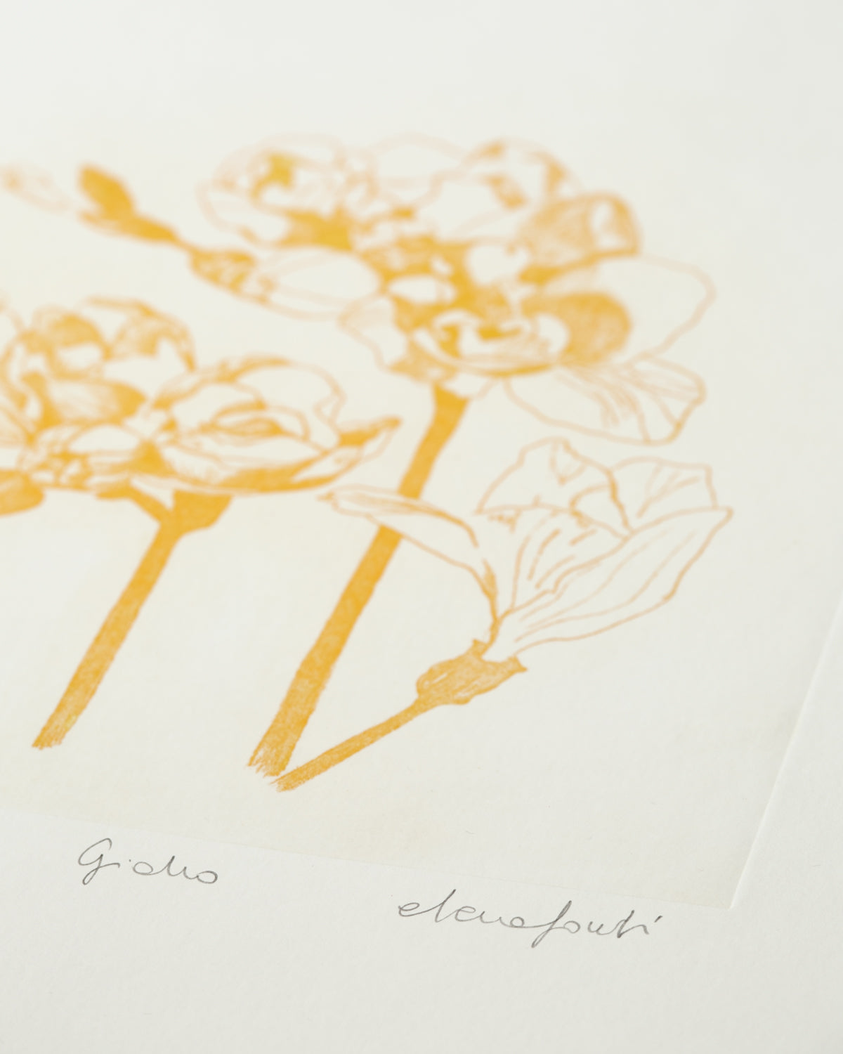 Yellow Fresia